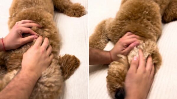 Unbelievable Sight: Dog's Human-like Behavior Captured!-1