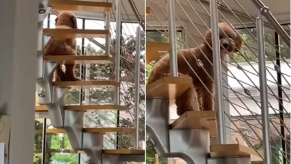 Unbelievable Sight: Dog's Human-like Behavior Captured!-1