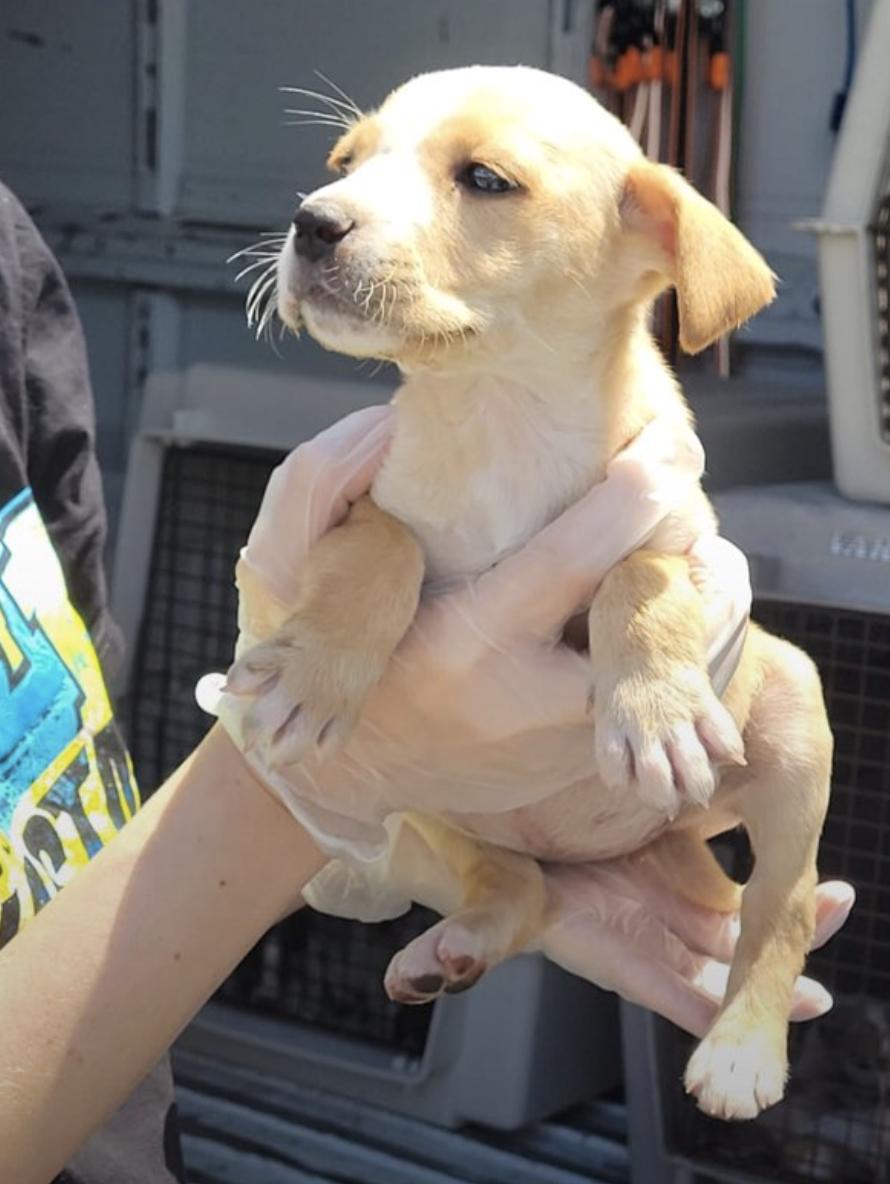 Uncovering the Heartache: 30 Puppies Discovered Abandoned in a Box