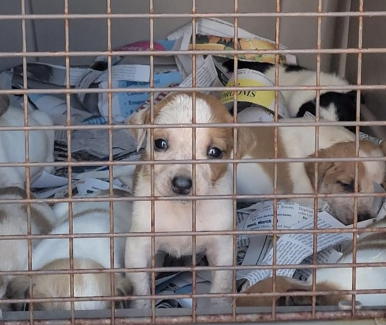 Uncovering the Heartache: 30 Puppies Discovered Abandoned in a Box