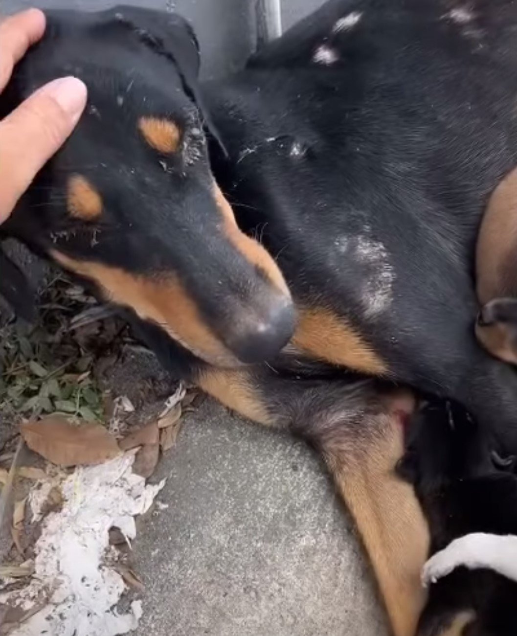 A Mother's Unyielding Love: How One Brave Dog Saved Her Puppies
