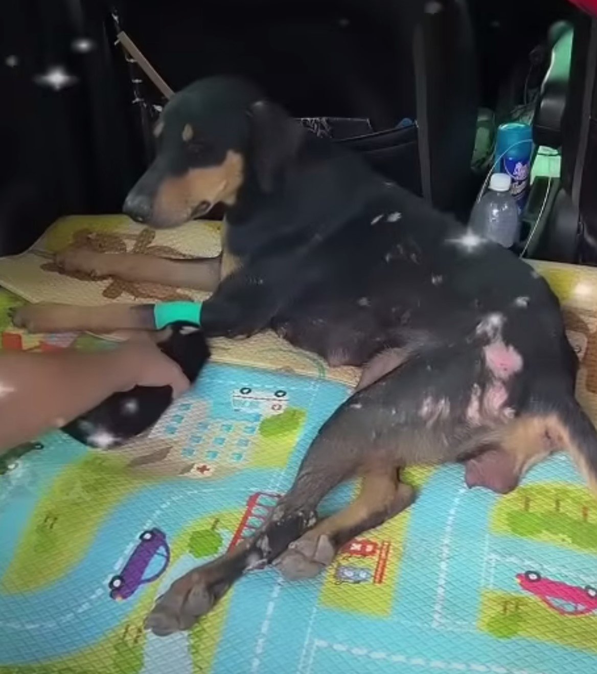 A Mother's Unyielding Love: How One Brave Dog Saved Her Puppies