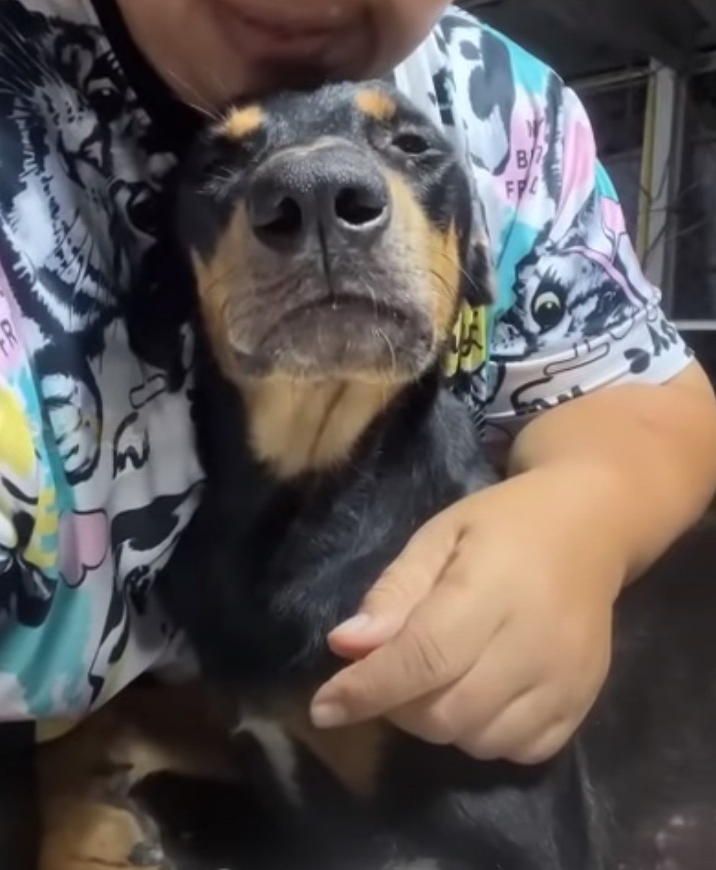 A Mother's Unyielding Love: How One Brave Dog Saved Her Puppies