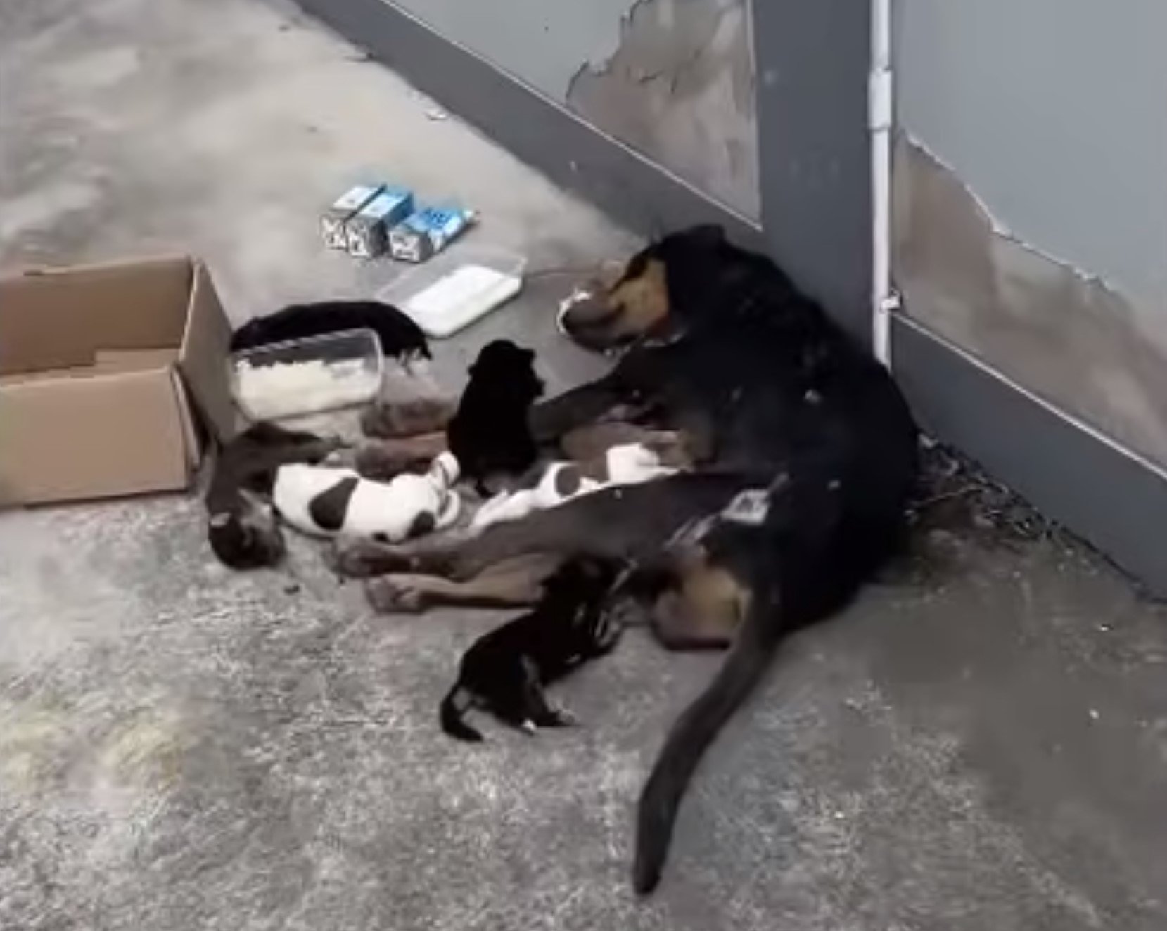 A Mother's Unyielding Love: How One Brave Dog Saved Her Puppies