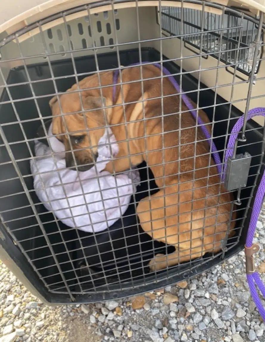 Abandoned Dog Finds Hope in Heartbreaking Encounter with Rescuers