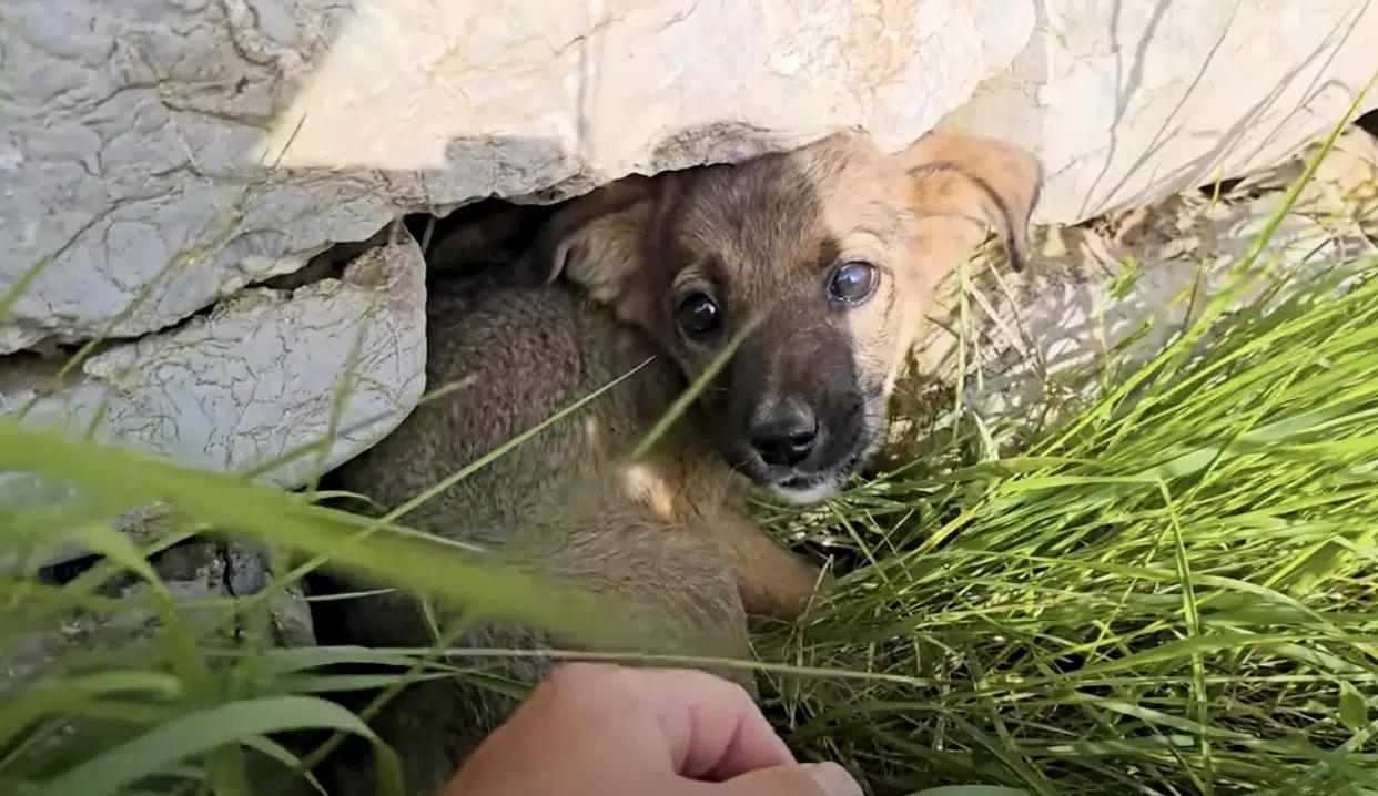 Brave Rescuer's Heartfelt Mission: Puppy Found in Desperate Condition