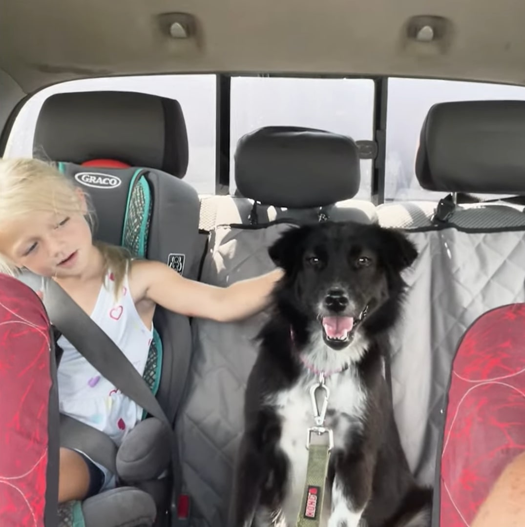 From Despair to Joy: The Miraculous Journey of a Deaf Dog and Her Blind ...