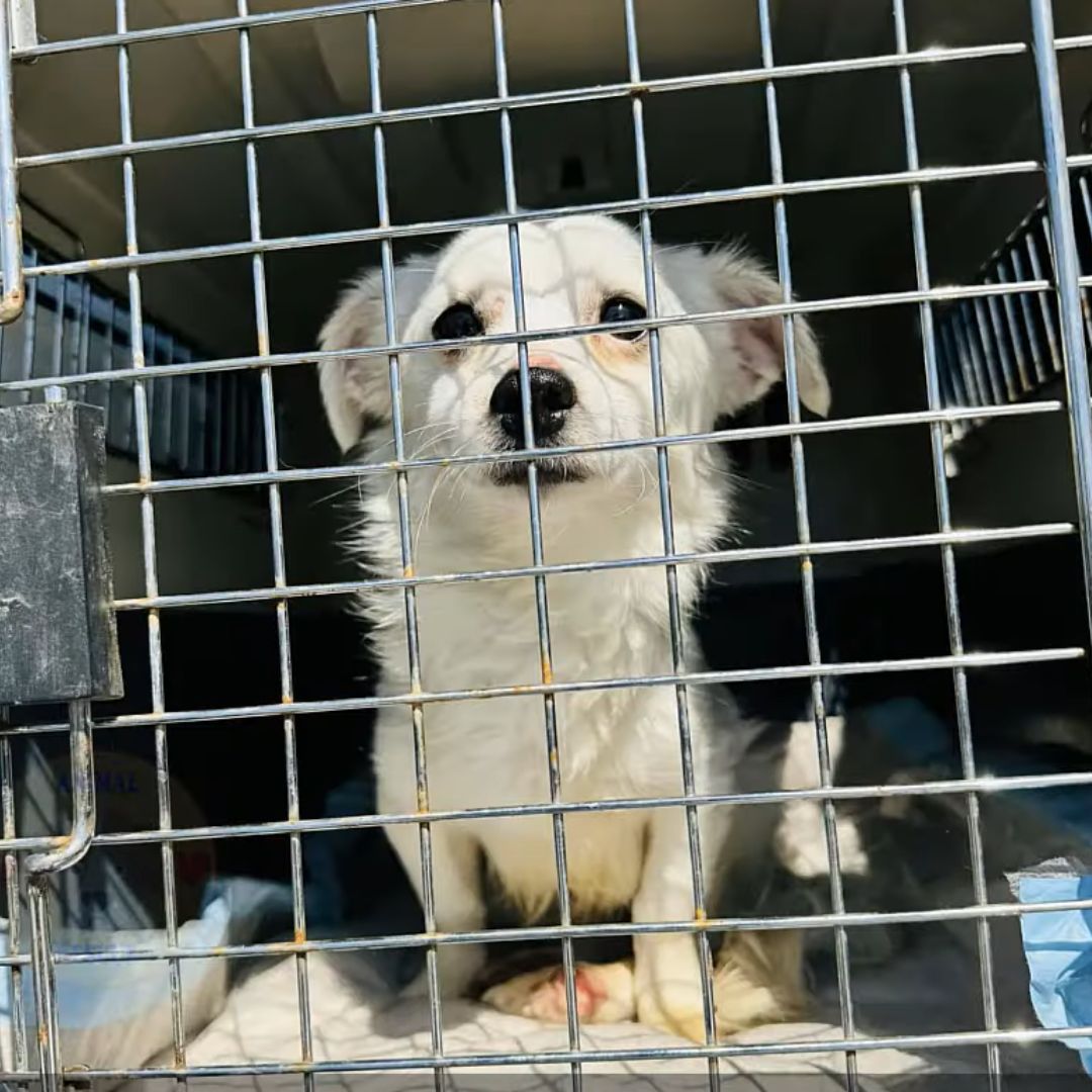 From Despair to Joy: The Miraculous Rescue of a Paralyzed Pup