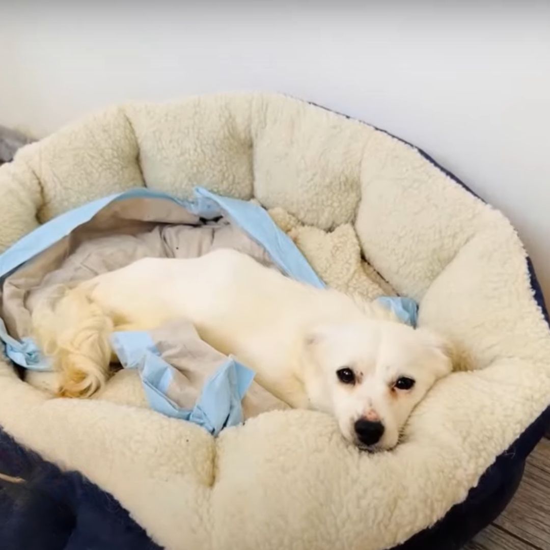 From Despair to Joy: The Miraculous Rescue of a Paralyzed Pup