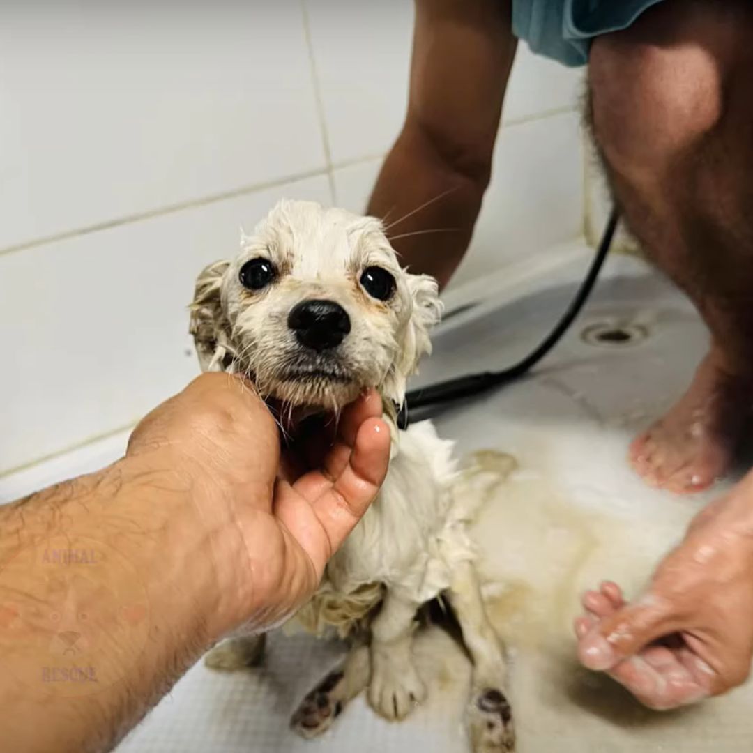 From Despair to Joy: The Miraculous Rescue of a Paralyzed Pup