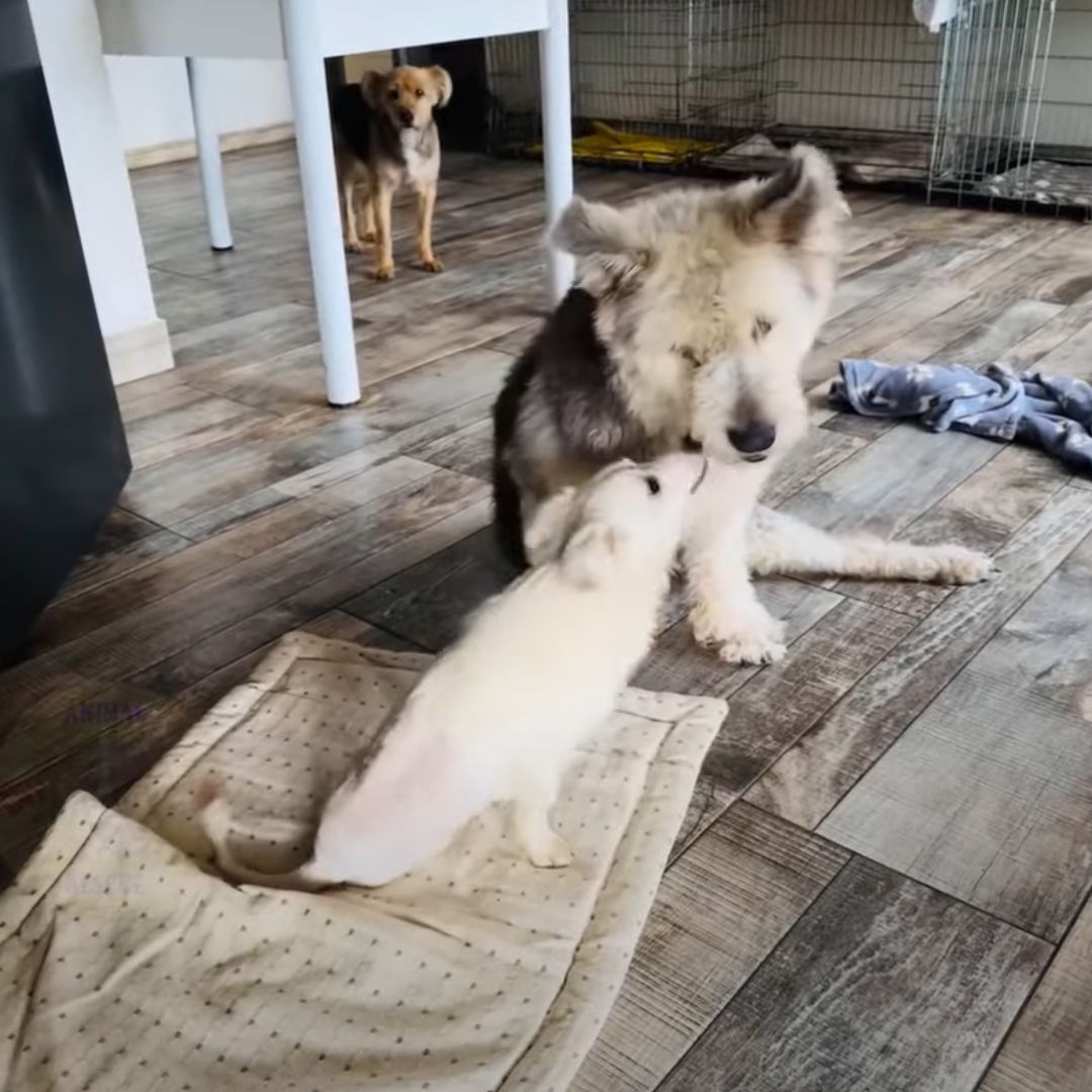From Despair to Joy: The Miraculous Rescue of a Paralyzed Pup