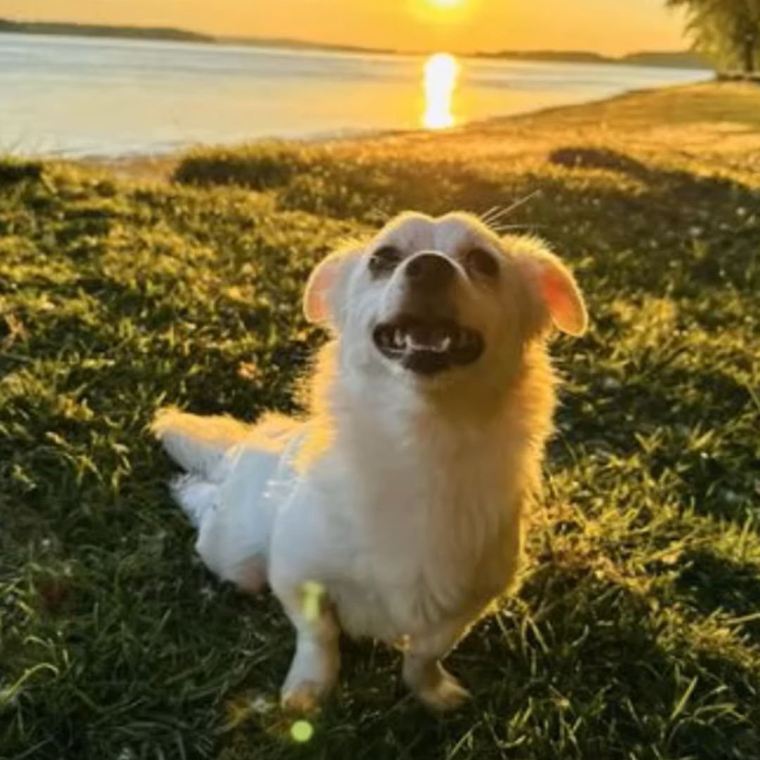 From Despair to Joy: The Miraculous Rescue of a Paralyzed Pup