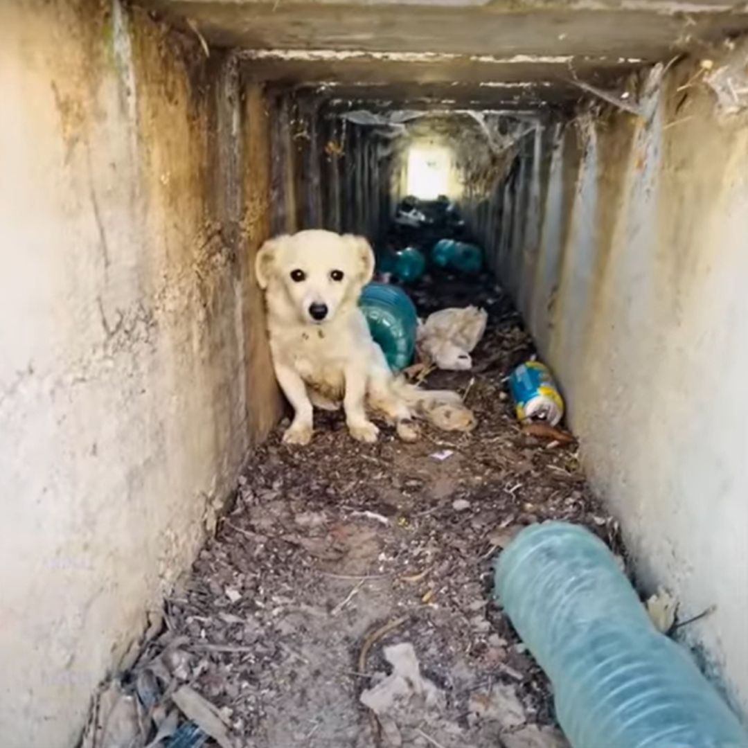 From Despair to Joy: The Miraculous Rescue of a Paralyzed Pup