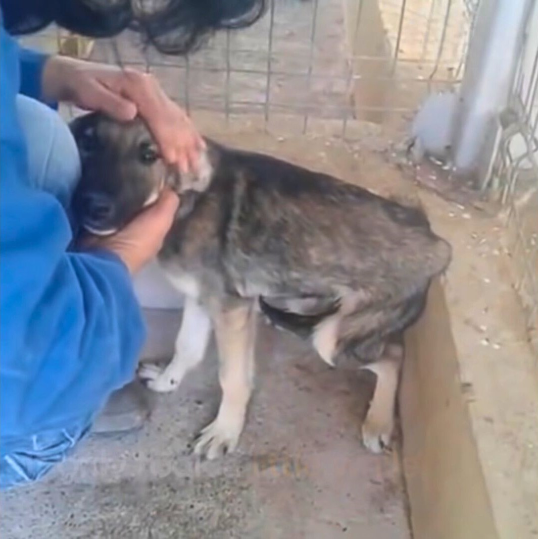 From Fear to Joy: The Incredible Turnaround of a Neglected Puppy