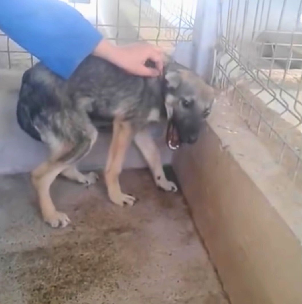 From Fear to Joy: The Incredible Turnaround of a Neglected Puppy