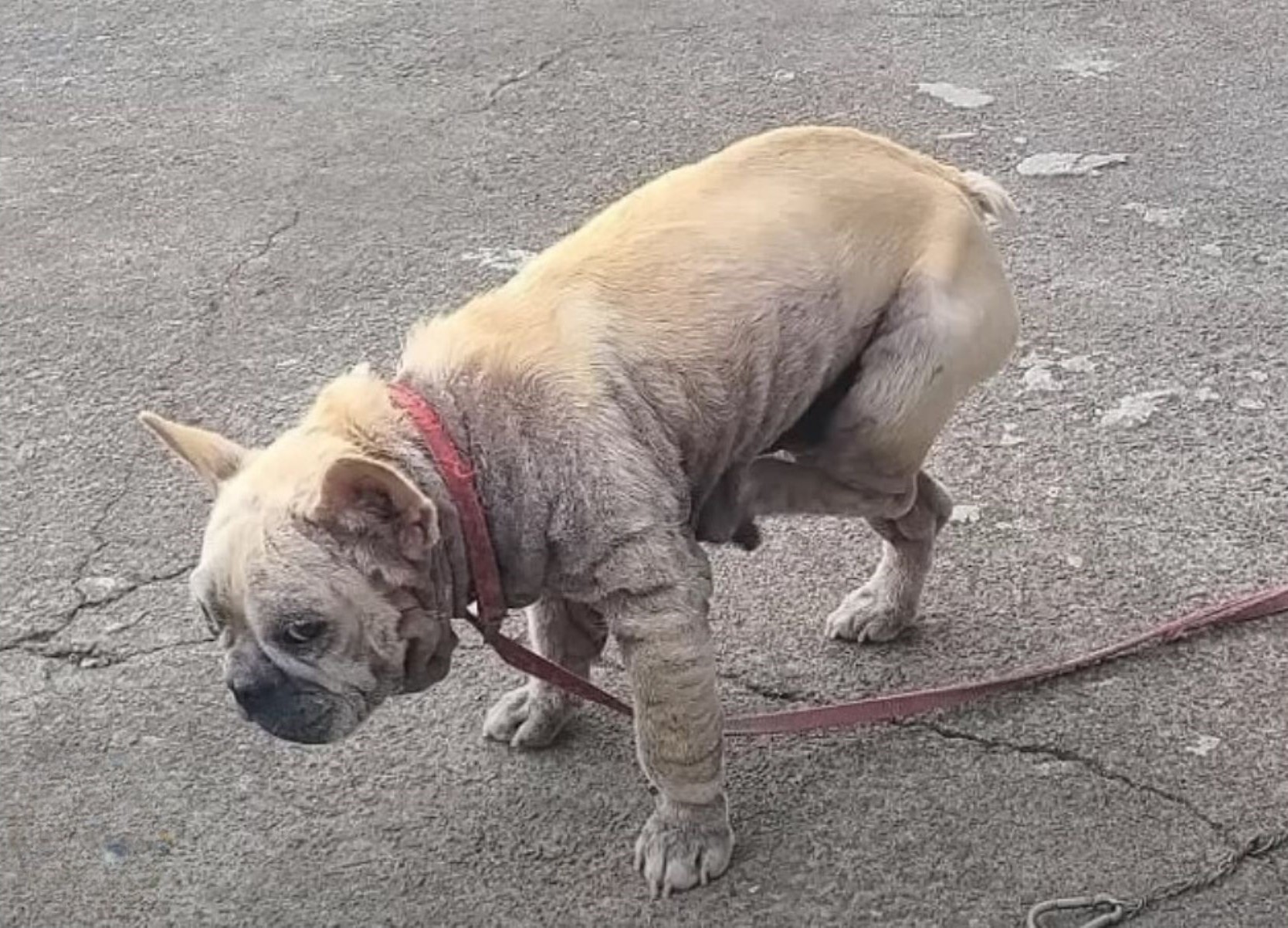 From Heartbreak to Happiness: The Dog Who Waited 4 Years for Love
