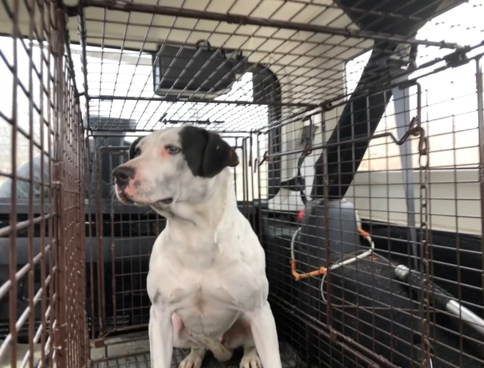 Rescuer's Heart-Rending Discovery: A Mom and Her Puppies' Fight for ...