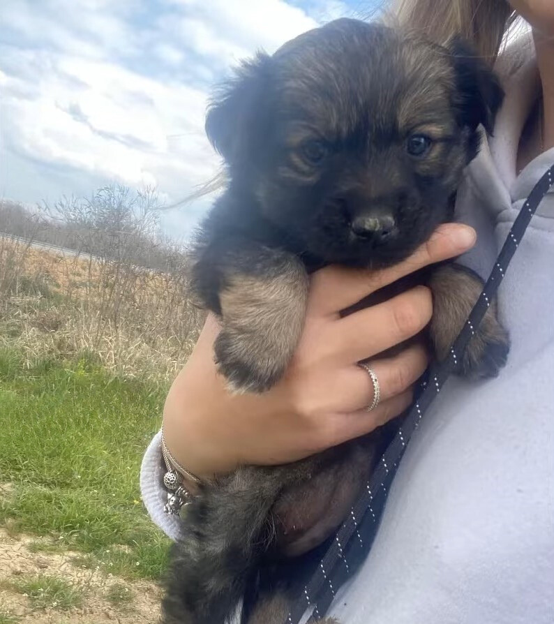 Tiny Puppy Abandoned by Busy Road Finds Hope in a Stranger's Heart