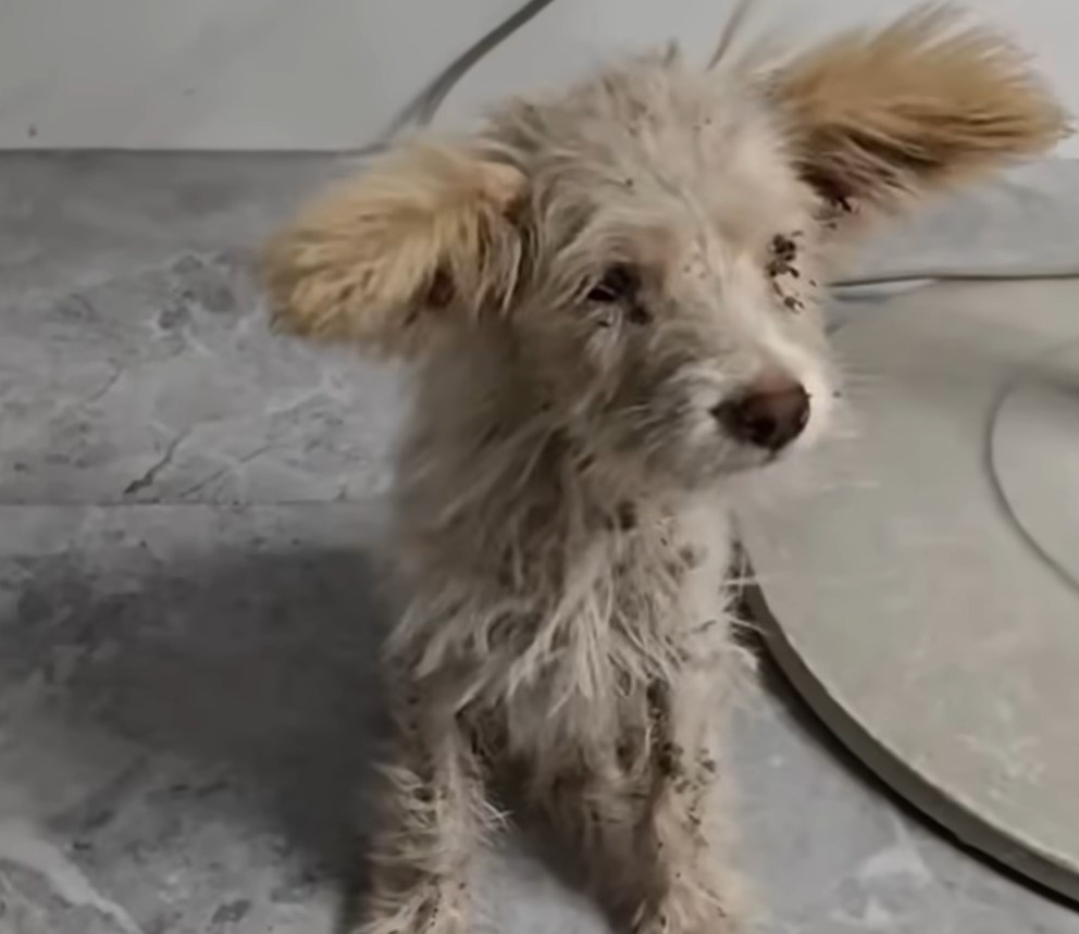 A Puppy’s Journey from Despair to Joy: A Tale of Hope and Love