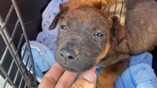 A Tale of Two Puppies: From Despair to Joy-1