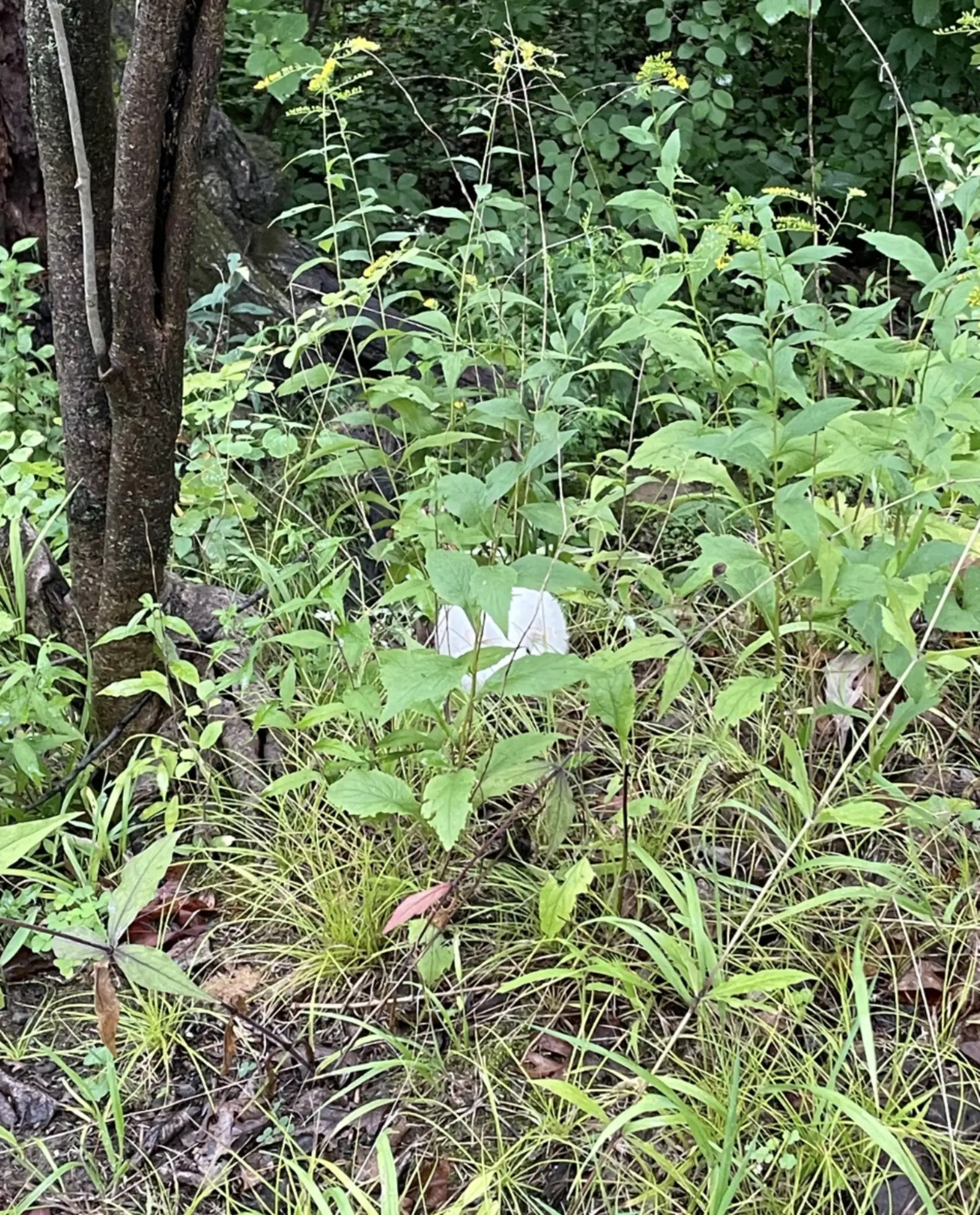 A Tiny White Mystery in the Forest The Unbelievable Discovery That