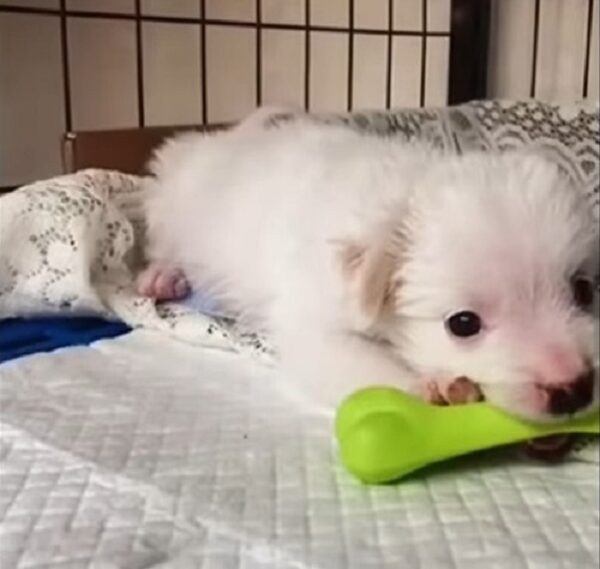 Abandoned Puppy’s Fight for Survival Along a Lonely Stream-1
