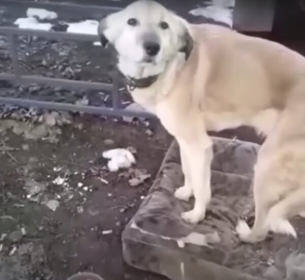 Dog's Unwavering Hope: Waiting for Owners Who Never Return-1