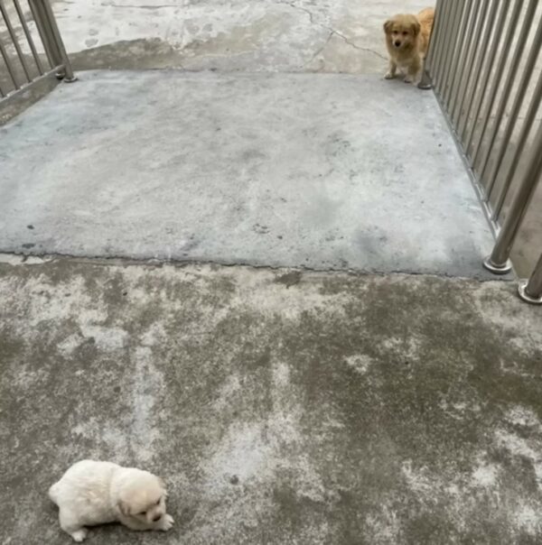 Early Morning Mystery: Rescuers Discover Astonishing Scene Outside Their Home-1
