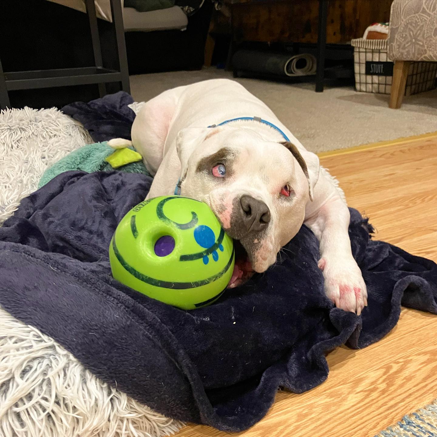 From Despair to Joy: The Incredible Journey of a Blind Puppy