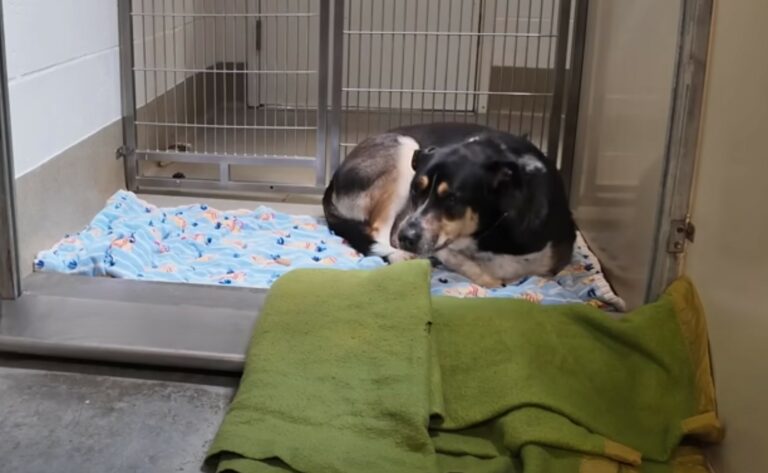 Heartbreaking Turnaround: Abandoned Dog Finds Hope in Unlikely Friendship