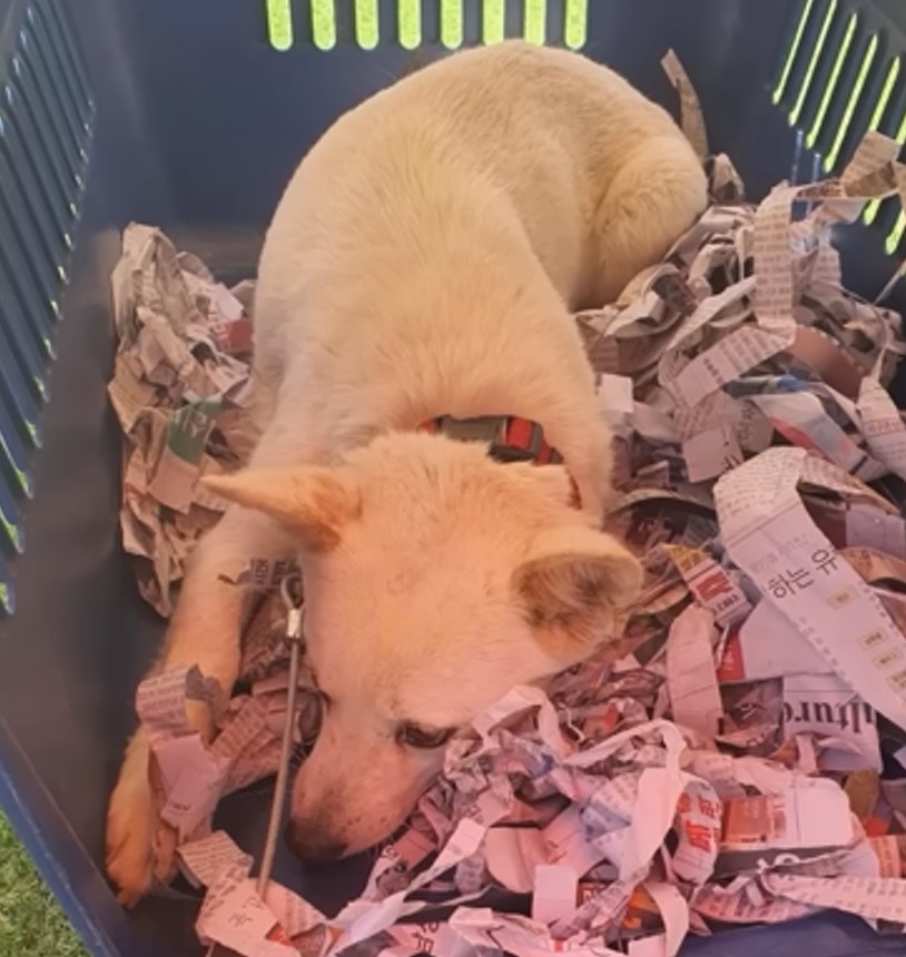 Rescuers' Heartfelt Mission: Saving a Brave Mama Dog and Her Puppies