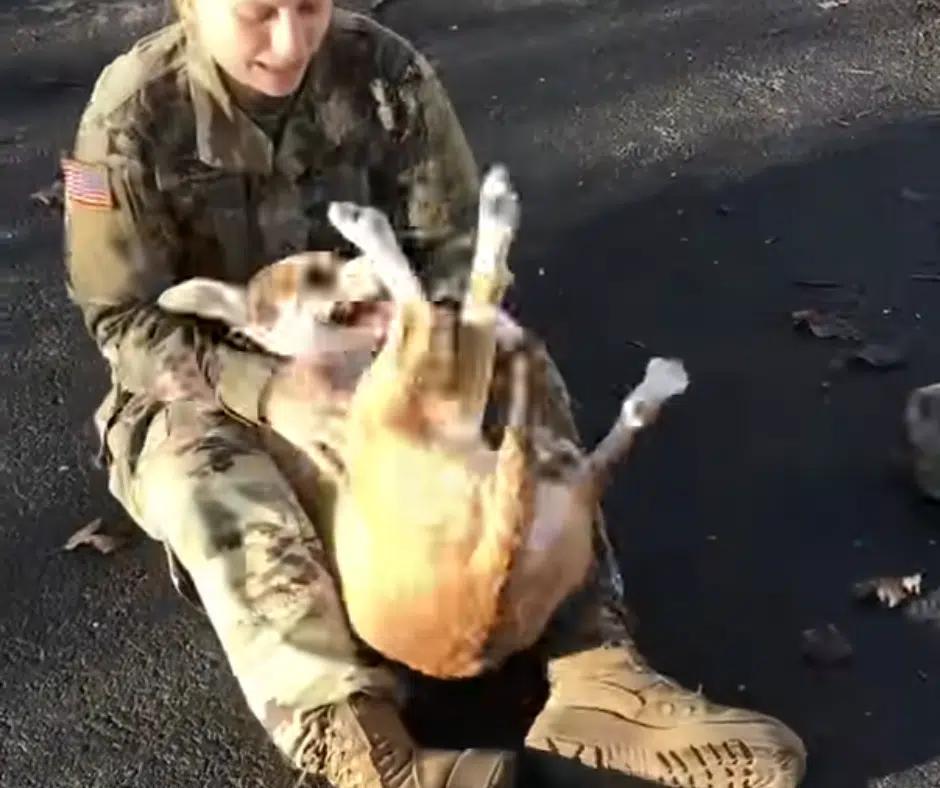 Soldier's Tearful Reunion with Dog After Months Apart Will Melt Your Heart