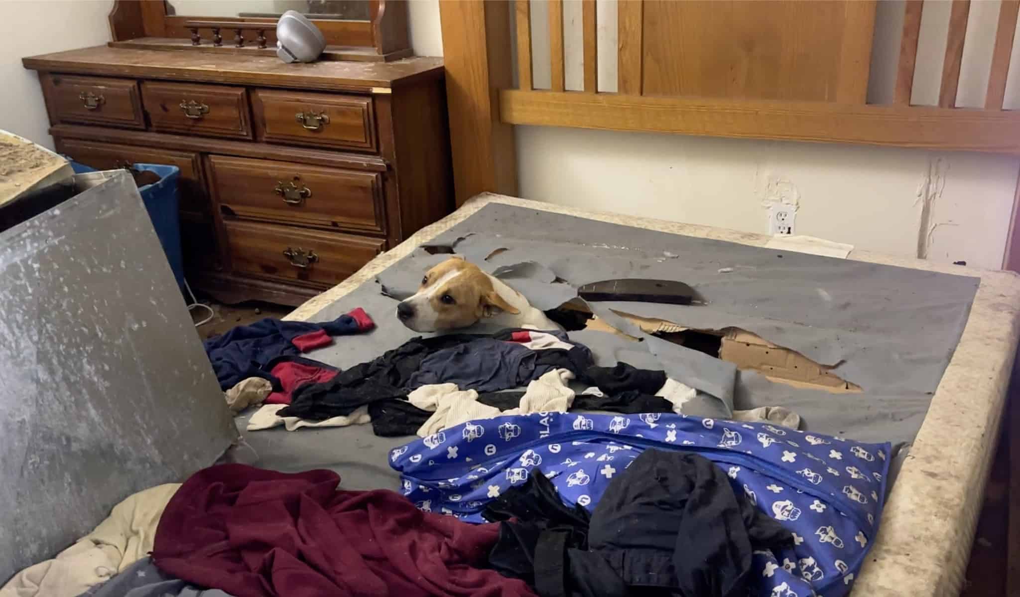 Stray Dog's Unexpected Treasure Trove Inside an Old Mattress