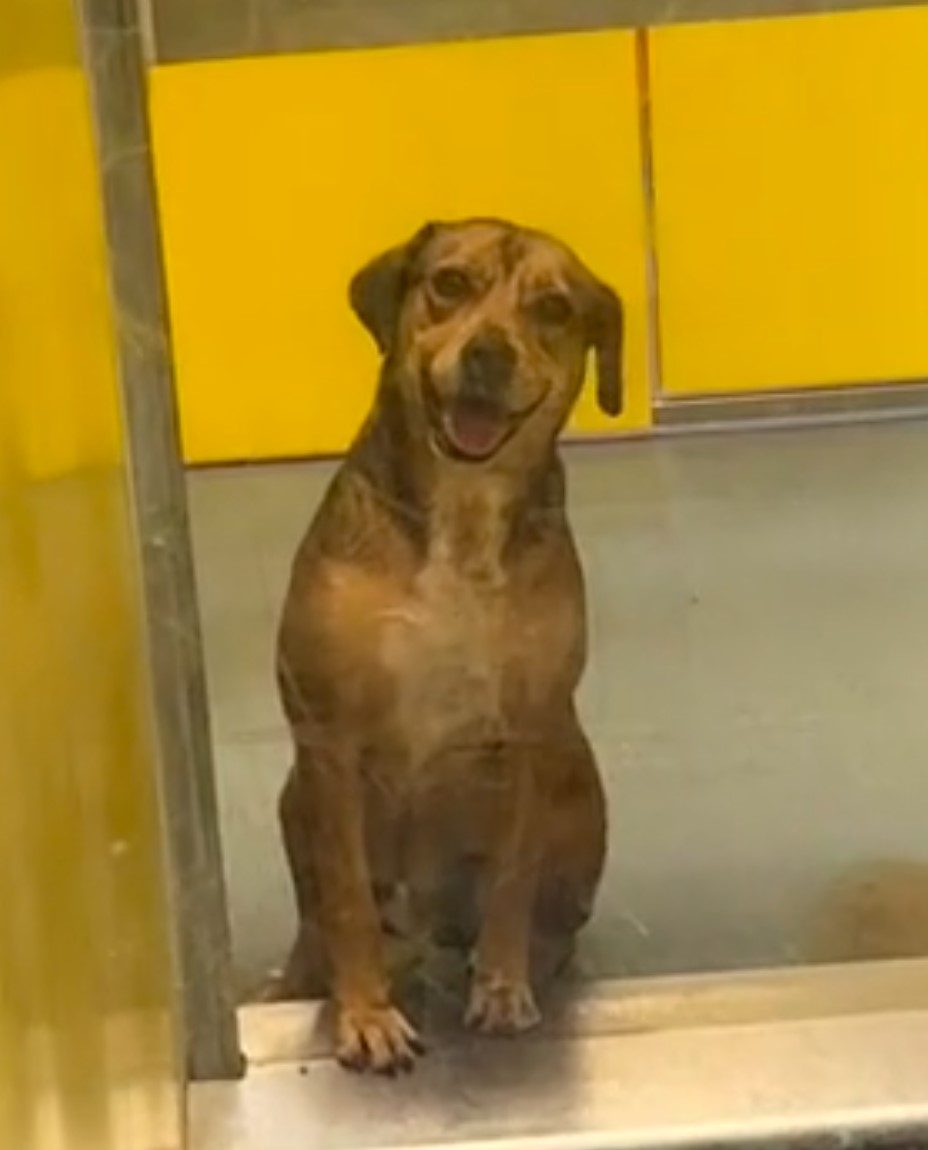 This Sweet Pup Waited Over a Year for a Family – Will He Finally Go Home?