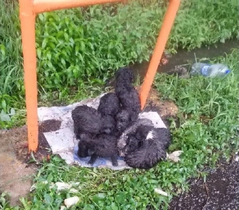Abandoned in the Storm: Newborn Puppies' Desperate Cry for Help