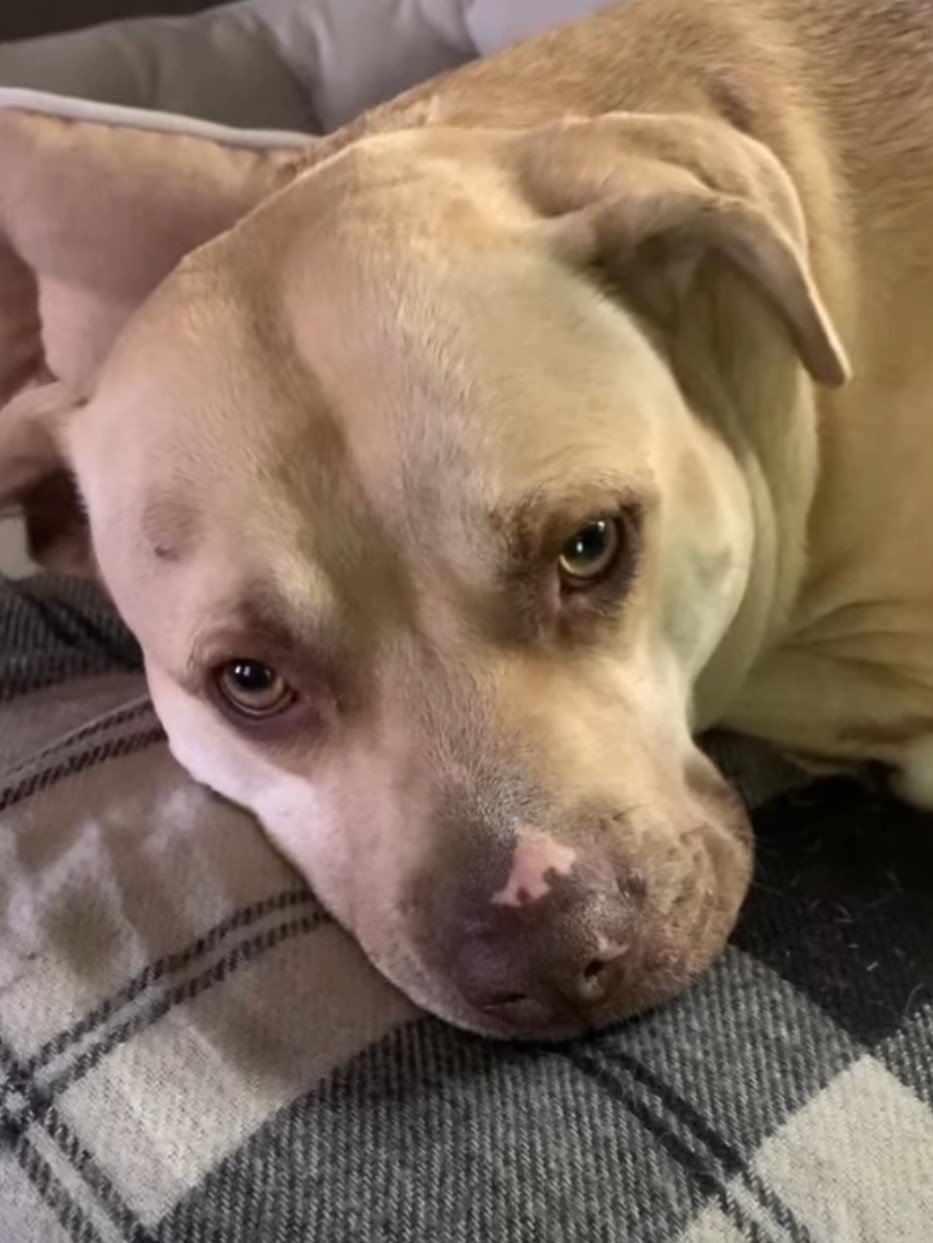 From Six Months to Six Years: The Inspiring Journey of a Dog Defying ...