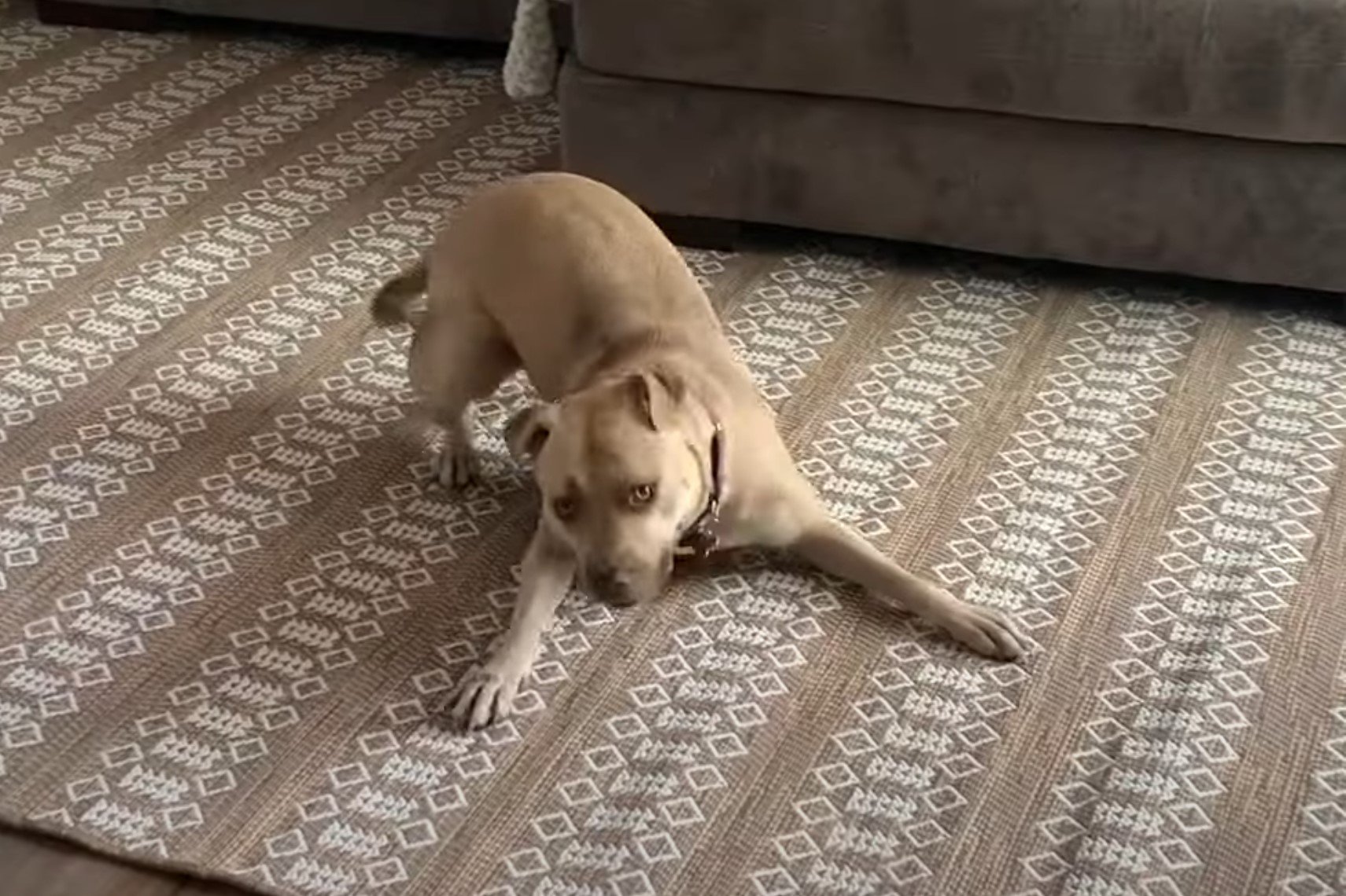 From Six Months to Six Years: The Inspiring Journey of a Dog Defying ...