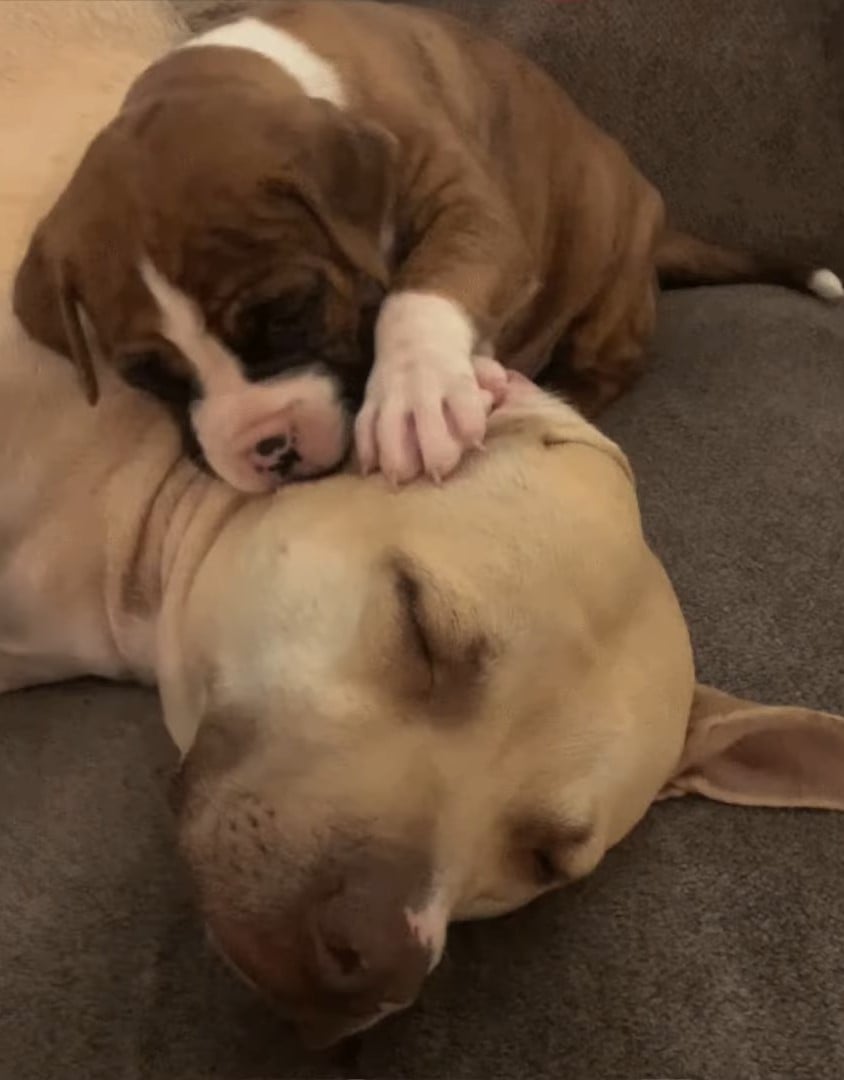 From Six Months to Six Years: The Inspiring Journey of a Dog Defying ...