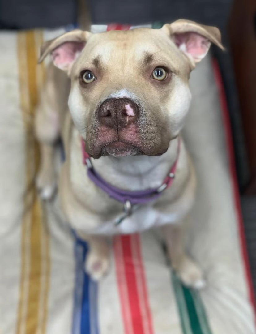 From Six Months to Six Years: The Inspiring Journey of a Dog Defying ...