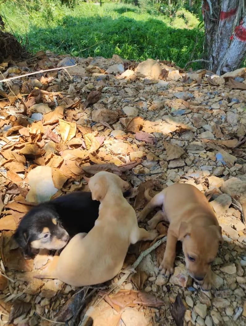 Puppies in Peril: The Unforgettable Tale of Survival and Hope