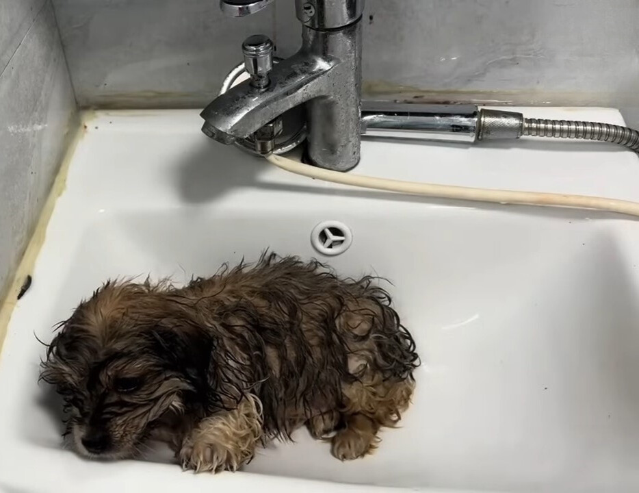 The Heartfelt Journey of a Stray Puppy: From Despair to Joy