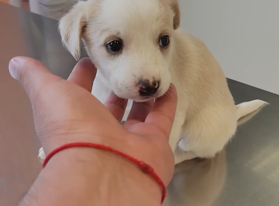 The Unbelievable Journey of a Neglected Pup to a Beloved Family Member
