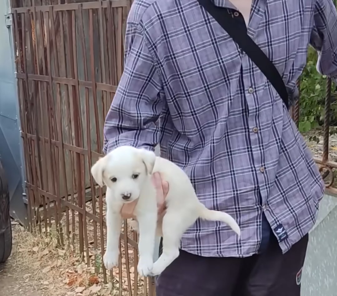 The Unbelievable Journey of a Neglected Pup to a Beloved Family Member