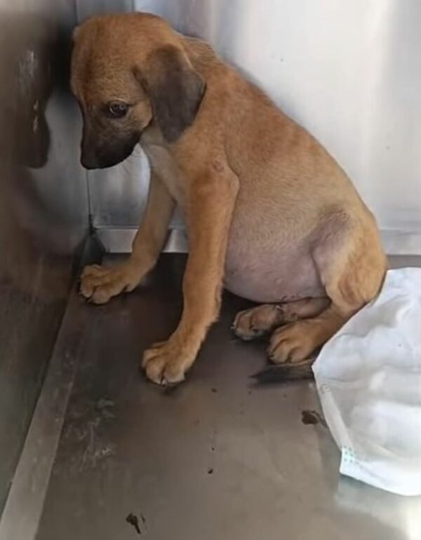 A Heartfelt Rescue: Discover the Tale of the Pup with the Unbelievable Belly-1