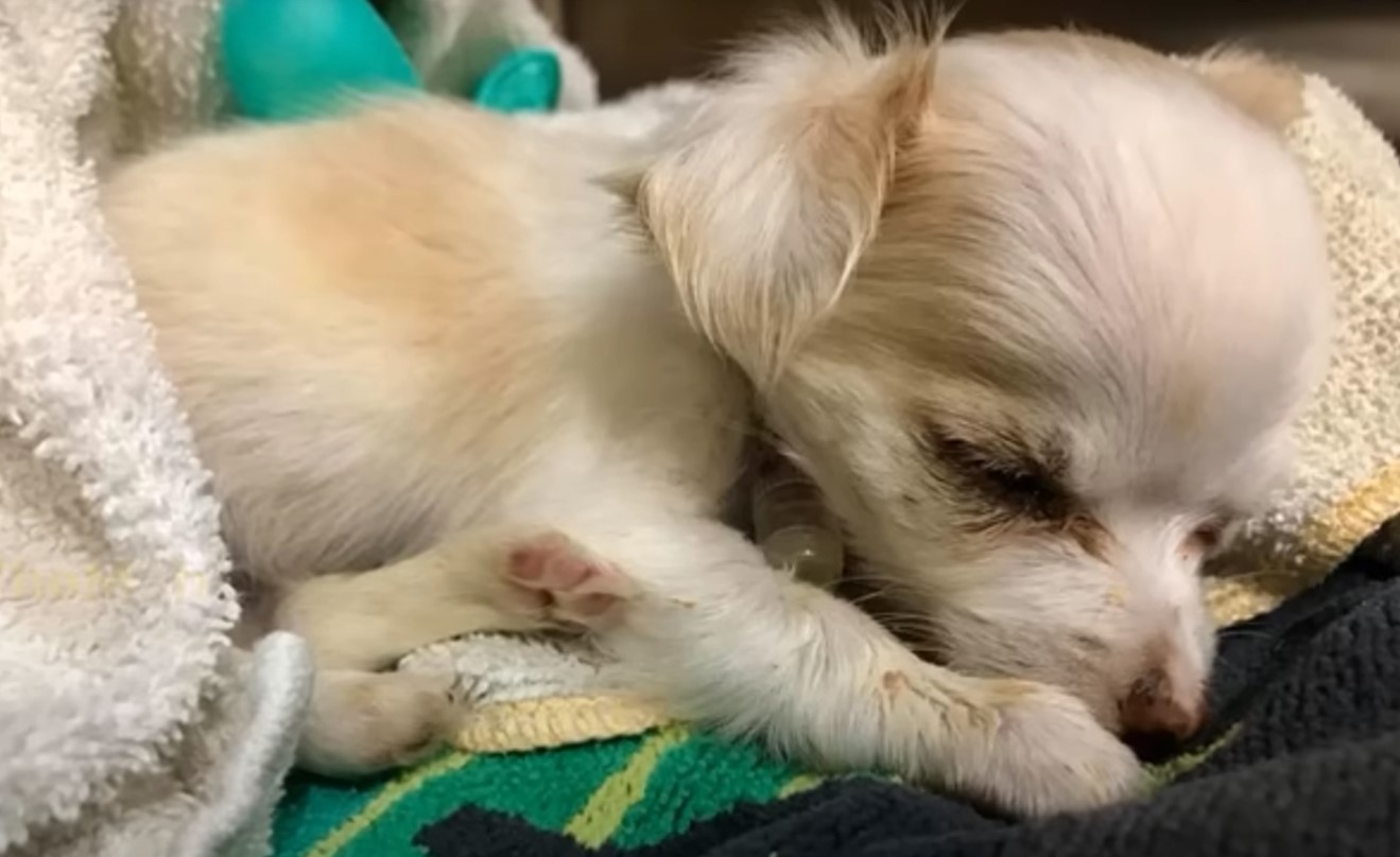 A Tearful Tale of Survival: The Puppy Who Defied Fate