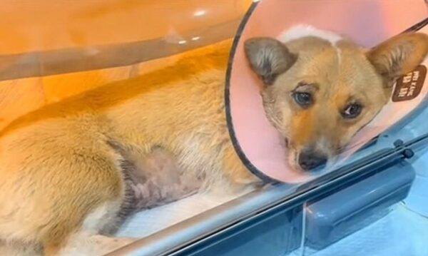 Abandoned in the Storm: A Puppy's Plea for Compassion-1
