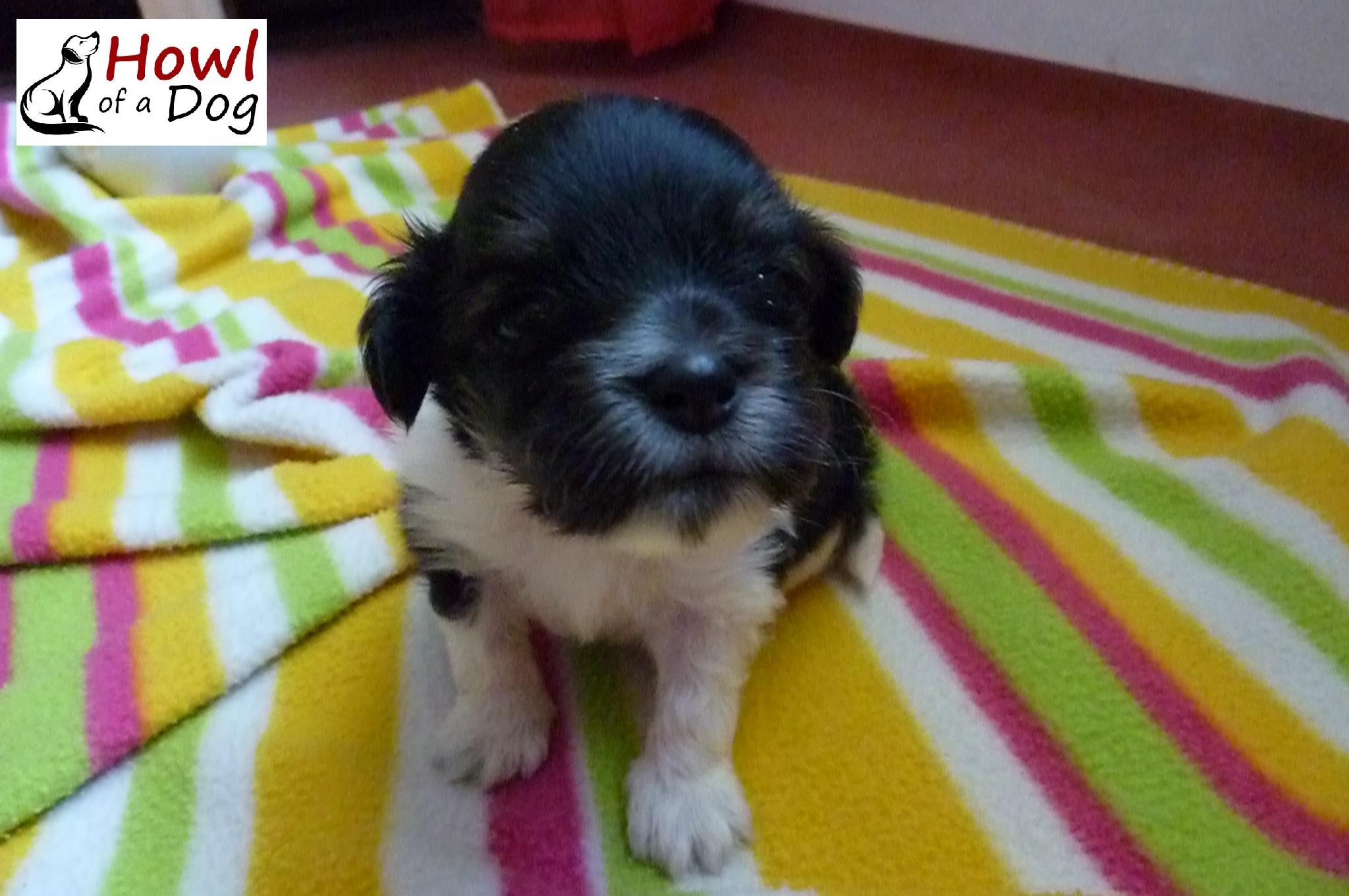 From Abandoned to Adored: The Unbelievable Journey of a Lonely Puppy