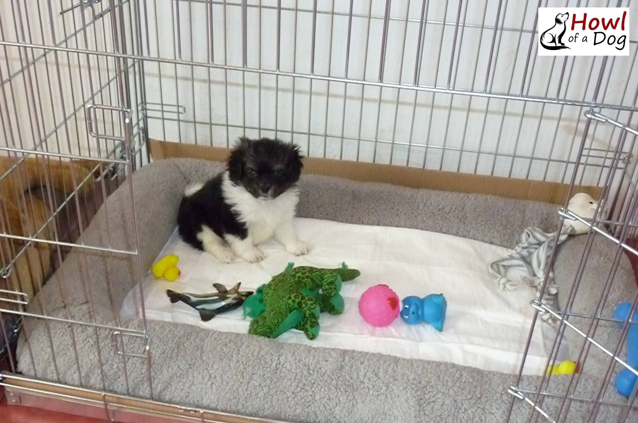 From Abandoned to Adored: The Unbelievable Journey of a Lonely Puppy