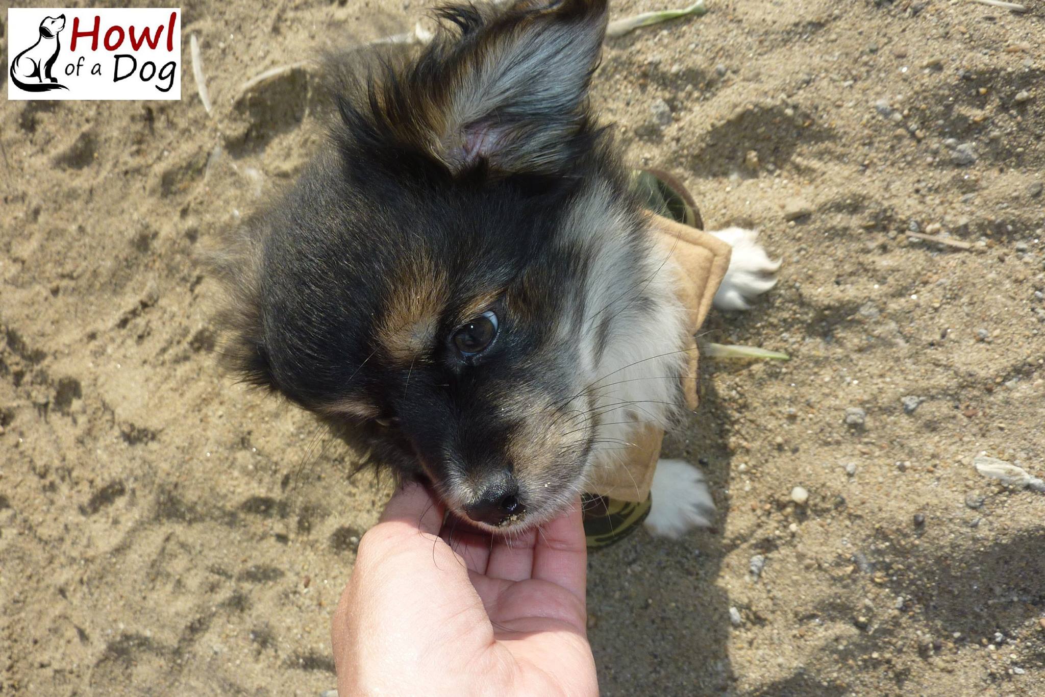 From Abandoned to Adored: The Unbelievable Journey of a Lonely Puppy