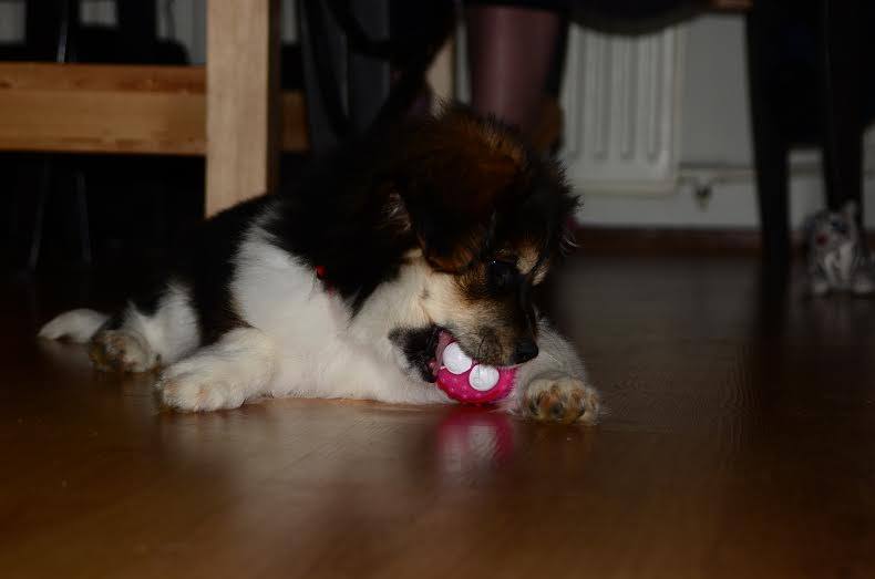 From Abandoned to Adored: The Unbelievable Journey of a Lonely Puppy